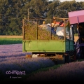 lavender-03.jpg